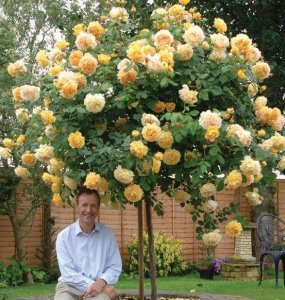 ​月季嫁接最佳时间和季节（掌握嫁接技巧一年四季都能活）