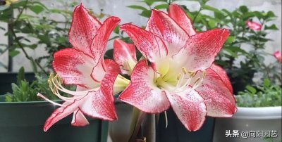 ​朱顶红花谢后怎么处理好看（朱顶红开完剪花箭操作）