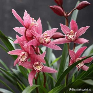 ​兰花花苞干枯怎么回事？真的是因为晒太阳吗？可别弄错了哦！