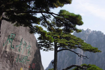 ​黄山迎客松是塑料干的吗?没有是塑料，官方急迫造谣