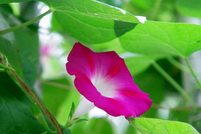 一日看尽长安花全诗及赏析（欣赏旧日时光里牵牛花的美丽和哀愁）(3)