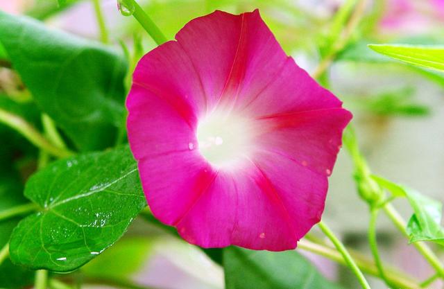 一日看尽长安花全诗及赏析（欣赏旧日时光里牵牛花的美丽和哀愁）(2)