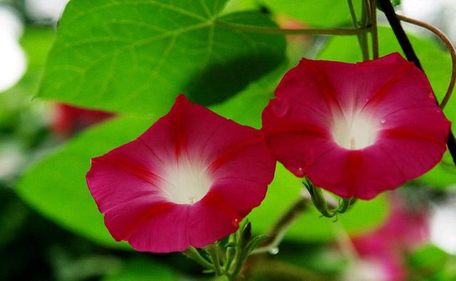 一日看尽长安花全诗及赏析（欣赏旧日时光里牵牛花的美丽和哀愁）(5)