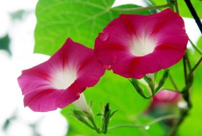 ​一日看尽长安花全诗及赏析（欣赏旧日时光里牵牛花的美丽和哀愁）