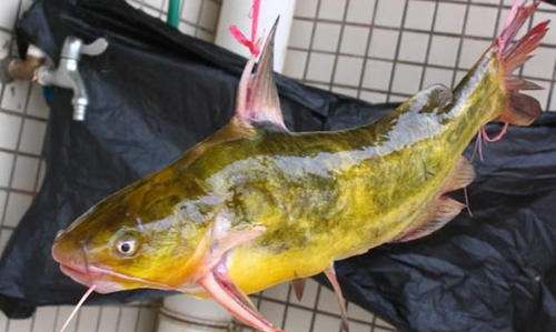 鱼煮熟后有煤油味怎么处理,在街边买的鱼可以吃吗图2