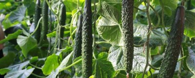 ​黄瓜有点苦怎么处理干净 黄瓜有点苦怎么回事