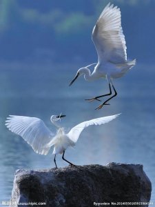 鹊桥仙赠鹭鸶翻译原文及翻译(鹊桥仙 赠鹭)