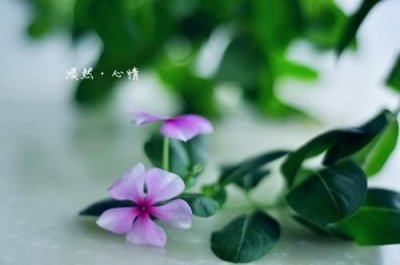 ​女人看淡一切的昵称2个字(女人看淡一切的昵称3个字)