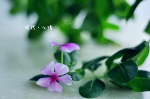 女人看淡一切的昵称2个字(女人看淡一切的昵称3个字)-第1张图片-