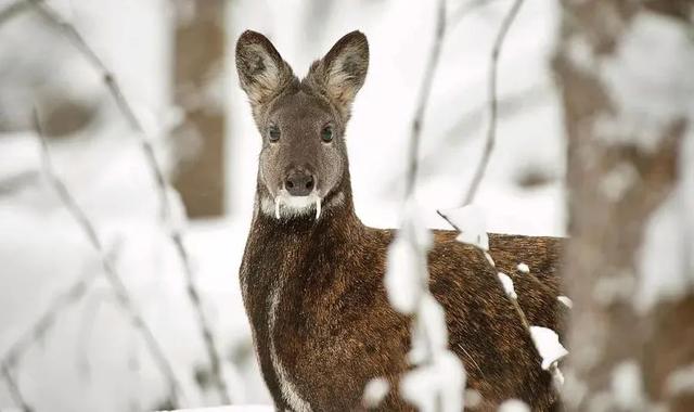喜马拉雅山峰最新高度(10座8000米高峰汇聚于此)(46)