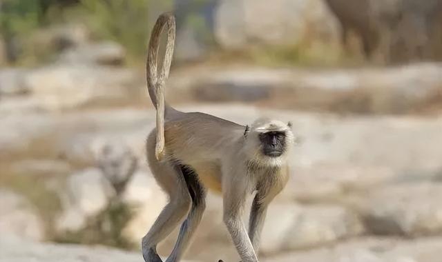 喜马拉雅山峰最新高度(10座8000米高峰汇聚于此)(47)