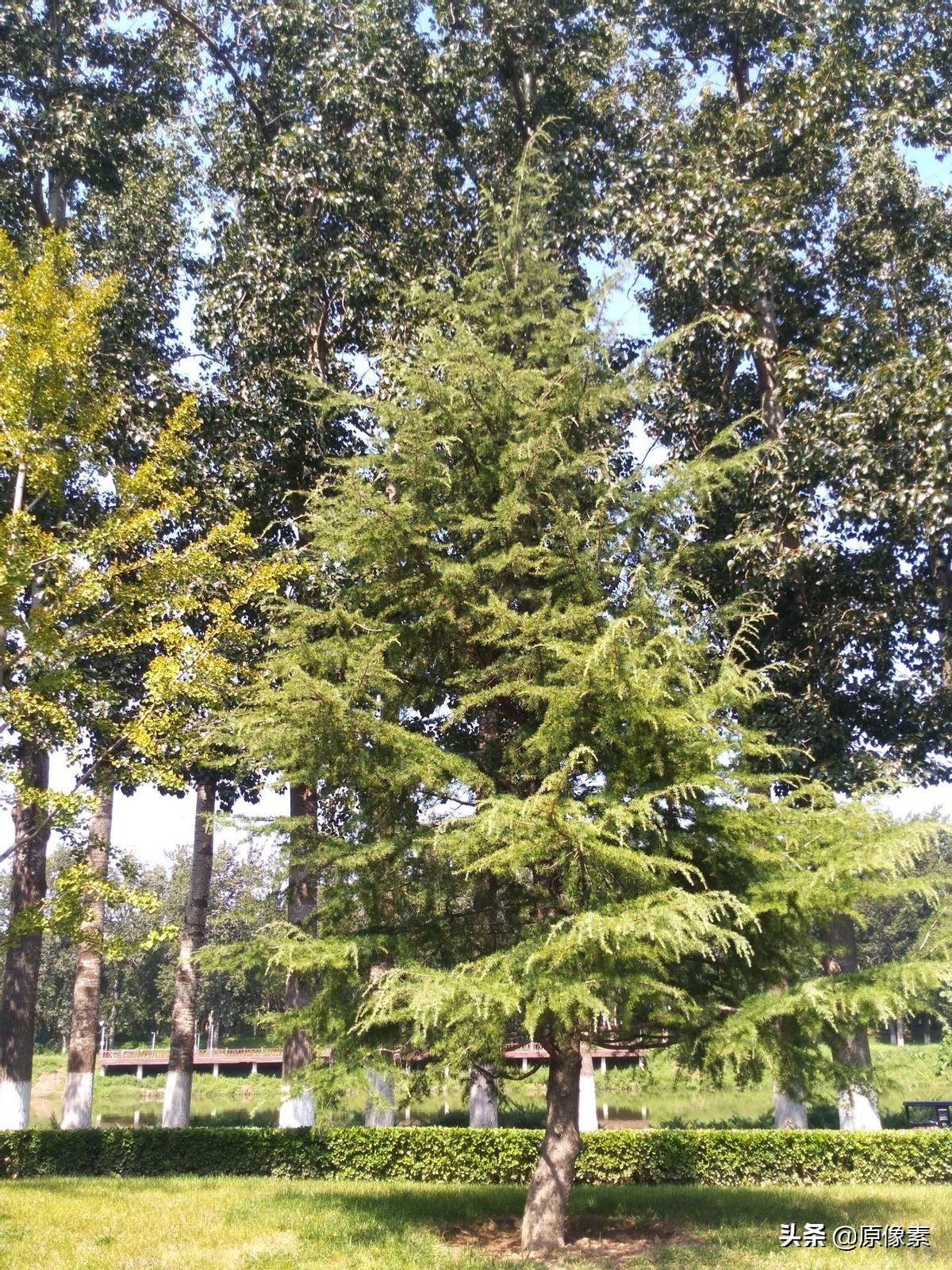 雪松的寓意是什么（树种的具体特征和功效介绍）