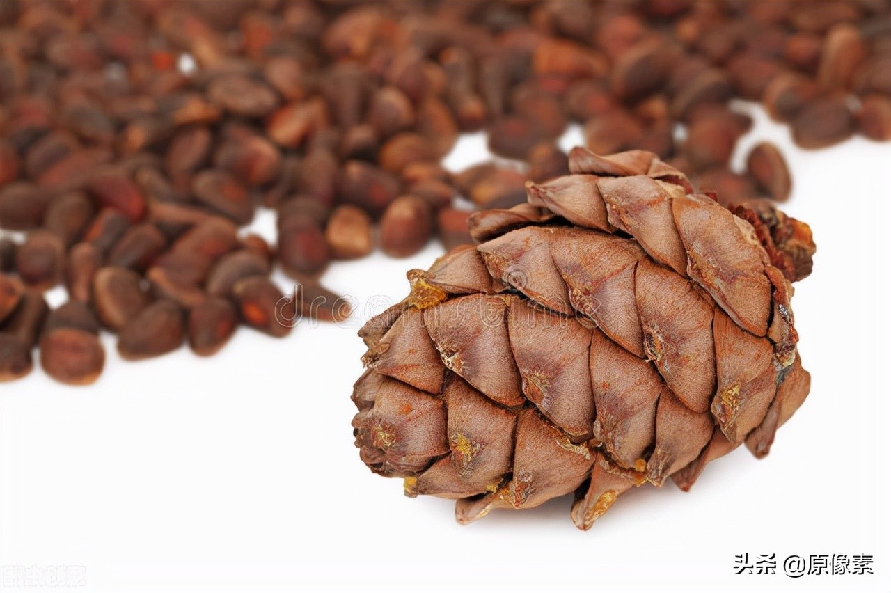 雪松的寓意是什么（树种的具体特征和功效介绍）