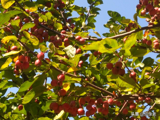 雪松的寓意是什么（树种的具体特征和功效介绍）