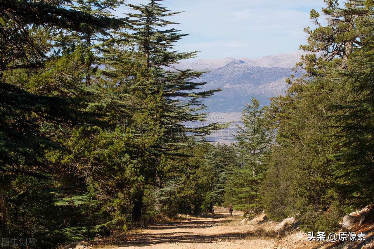 雪松的寓意是什么（树种的具体特征和功效介绍）
