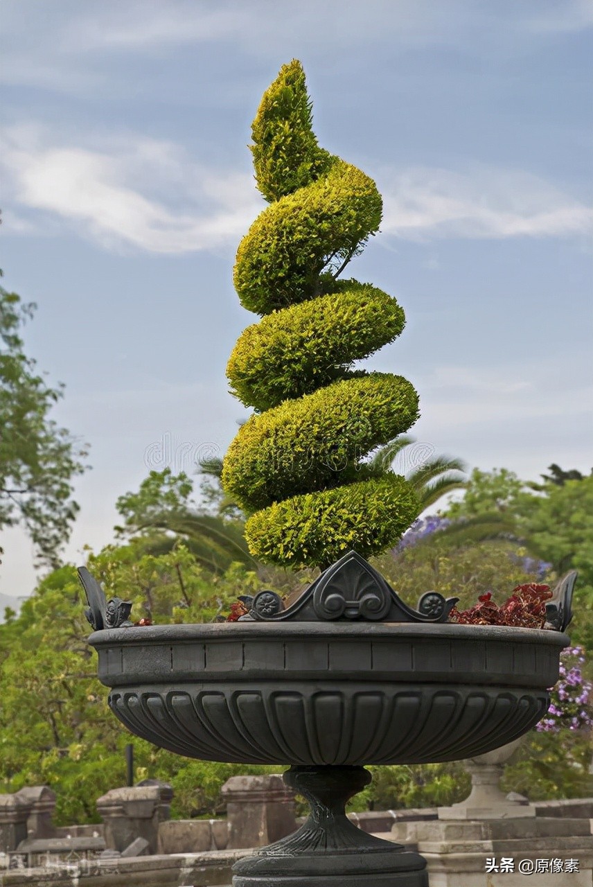 雪松的寓意是什么（树种的具体特征和功效介绍）