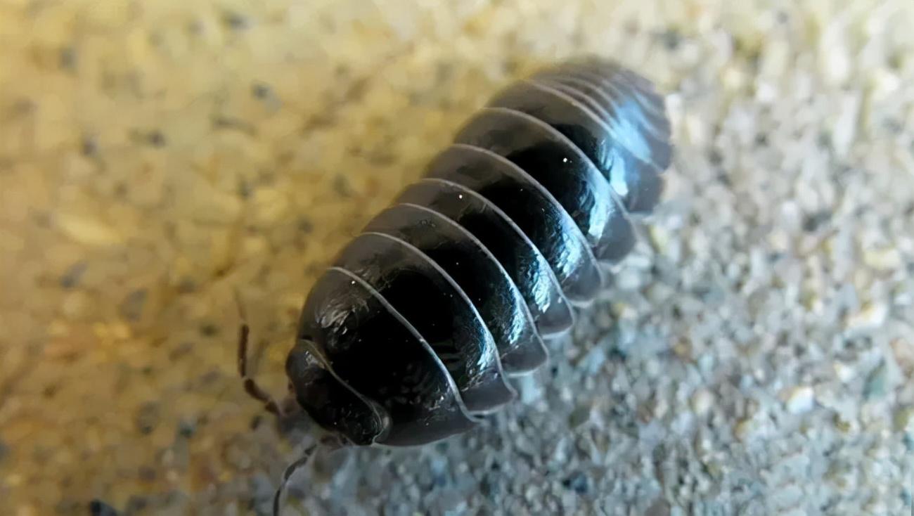 鼠妇吃什么(鼠妇是害虫还是益虫)