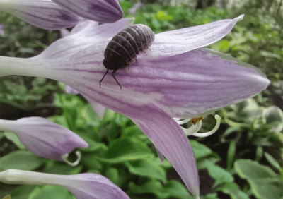 鼠妇吃什么(鼠妇是害虫还是益虫)