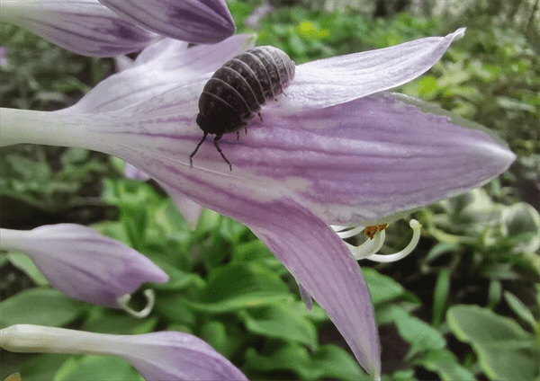 鼠妇吃什么(鼠妇是害虫还是益虫)
