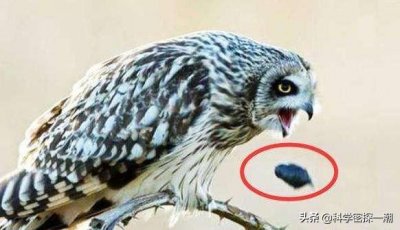 ​猫头鹰临死前为什么口吐毛球（猫头鹰吐的绒球有病毒吗）