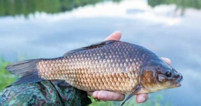 ​钓鱼人必看！钓鲫鱼用什么打窝好？我这就告诉你