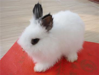 兔子的品种有哪些(盘点各种各样可爱的兔子)