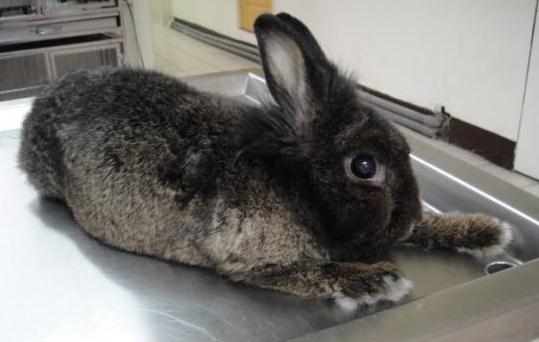 兔子的品种有哪些(盘点各种各样可爱的兔子)