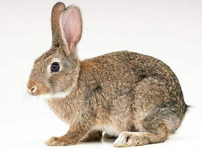 兔子的品种有哪些(盘点各种各样可爱的兔子)
