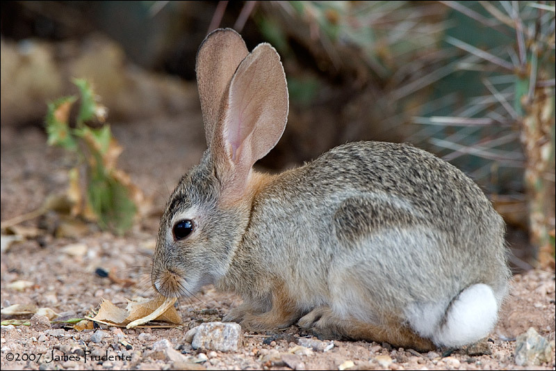 兔子的品种有哪些(盘点各种各样可爱的兔子)