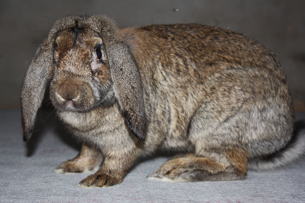 兔子的品种有哪些(盘点各种各样可爱的兔子)