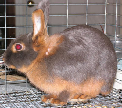 兔子的品种有哪些(盘点各种各样可爱的兔子)