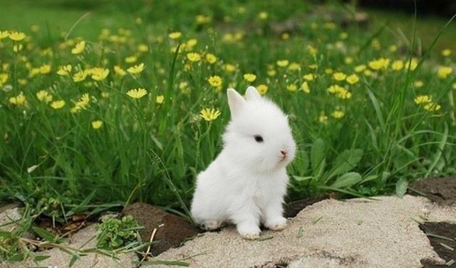 兔子的品种有哪些(盘点各种各样可爱的兔子)