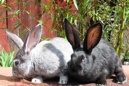 兔子的品种有哪些(盘点各种各样可爱的兔子)
