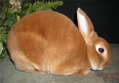 兔子的品种有哪些(盘点各种各样可爱的兔子)