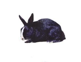 兔子的品种有哪些(盘点各种各样可爱的兔子)