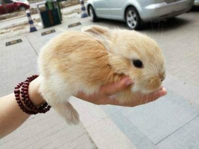 兔子的品种有哪些(盘点各种各样可爱的兔子)