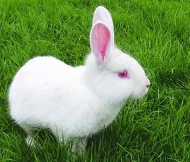 兔子的品种有哪些(盘点各种各样可爱的兔子)
