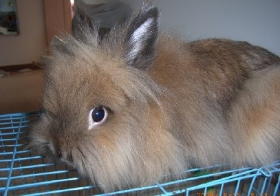 兔子的品种有哪些(盘点各种各样可爱的兔子)