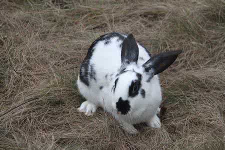 兔子的品种有哪些(盘点各种各样可爱的兔子)