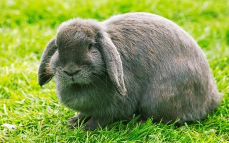 兔子的品种有哪些(盘点各种各样可爱的兔子)