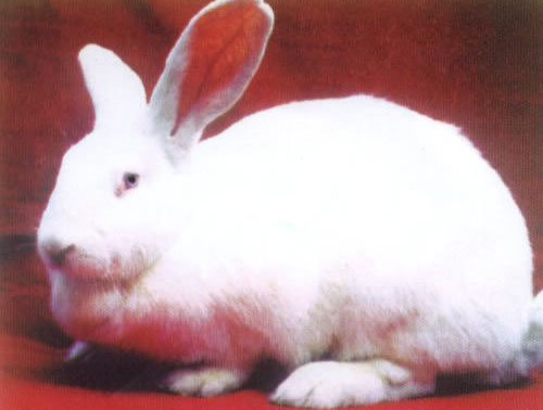 兔子的品种有哪些(盘点各种各样可爱的兔子)