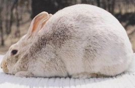 兔子的品种有哪些(盘点各种各样可爱的兔子)