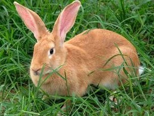 兔子的品种有哪些(盘点各种各样可爱的兔子)