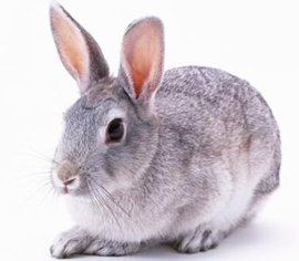 兔子的品种有哪些(盘点各种各样可爱的兔子)