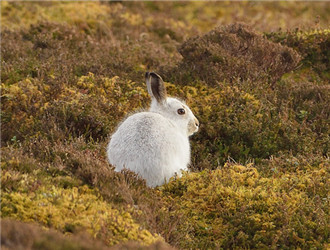 兔子的品种有哪些(盘点各种各样可爱的兔子)