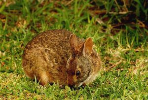 兔子的品种有哪些(盘点各种各样可爱的兔子)