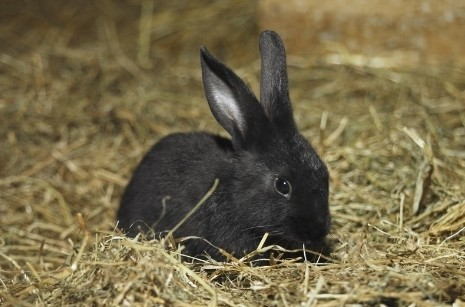 兔子的品种有哪些(盘点各种各样可爱的兔子)