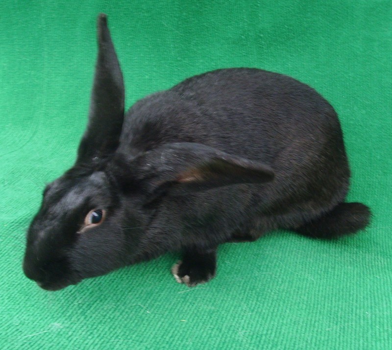 兔子的品种有哪些(盘点各种各样可爱的兔子)