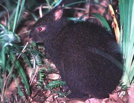 兔子的品种有哪些(盘点各种各样可爱的兔子)