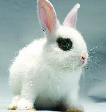 兔子的品种有哪些(盘点各种各样可爱的兔子)